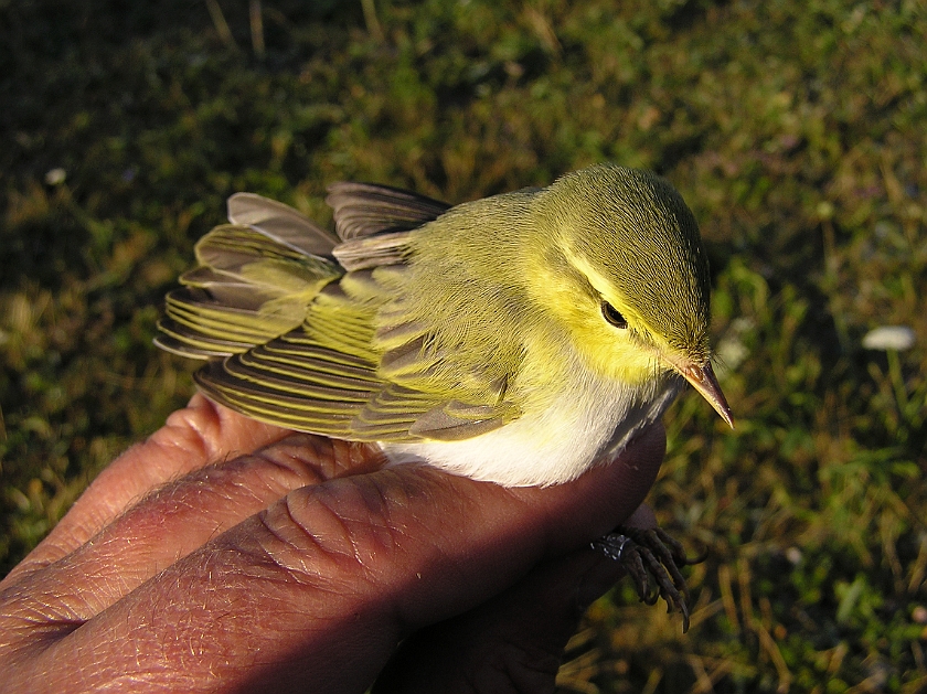 Wood Warbler, Sundre 20080731